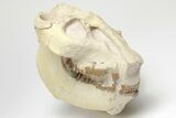 Fossil Oreodont (Merycoidodon) Skull - South Dakota #207470-6